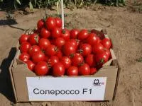 Томат СОЛЕРОССО F1 1000 с. Nunhems
