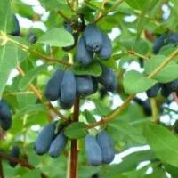 Саженцы жимолости Голубое веретено