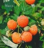 Саженцы малины Валентина