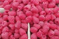 Саженцы малины Ковичан