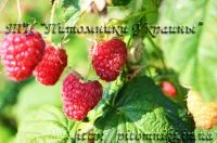 Саженцы малины Полана