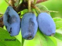 Саженцы Жимолости Синяя птица