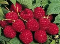 Саженцы малины Глен Ампл