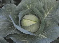 Капуста белокочанная ЧИРС F1 (1000 семян) Takii Seeds