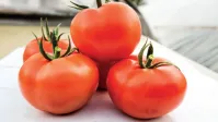 Томат КВАЛИТЕТ F1 (500 семян) Syngenta