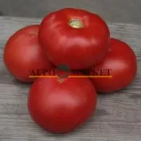 Томат Кибо F1 (1000 c) Kitano Seeds