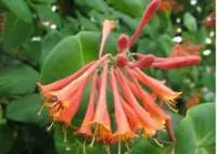 Саджанці жимолості Брауна